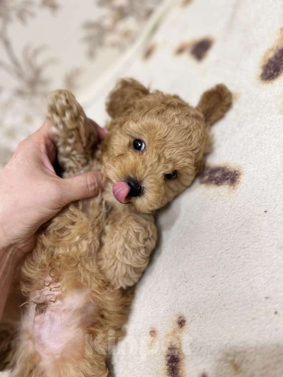 Собаки в Новосибирске: Той пудель, щенки Мальчик, 50 000 руб. - фото 8