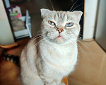 Кошки в Самаре: Кошка Френни в добрые руки Девочка, Бесплатно - фото 4