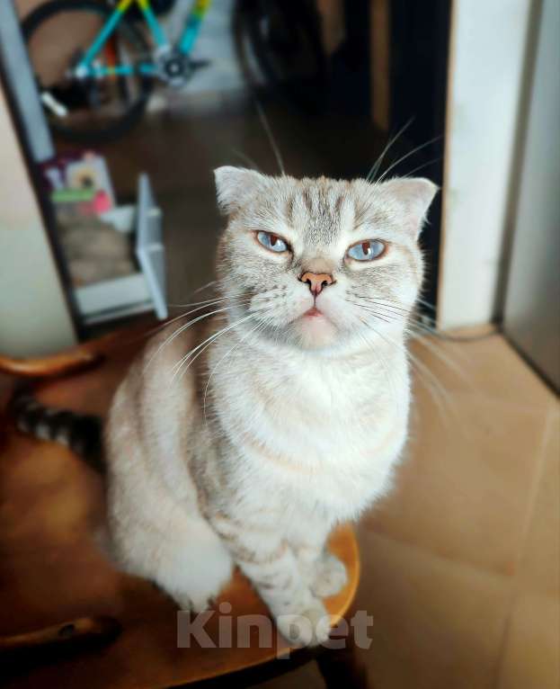 Кошки в Самаре: Кошка Френни в добрые руки Девочка, Бесплатно - фото 4