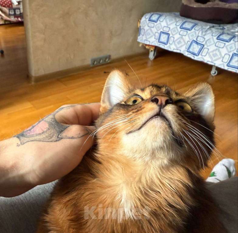 Кошки в Ижевске: Сомалийский котеночек 6 мес. Мальчик, 10 000 руб. - фото 3