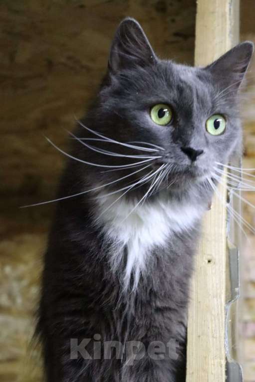 Кошки в Москве: Мягкий, пушистый, уютный кот - Пушистик Мальчик, Бесплатно - фото 7