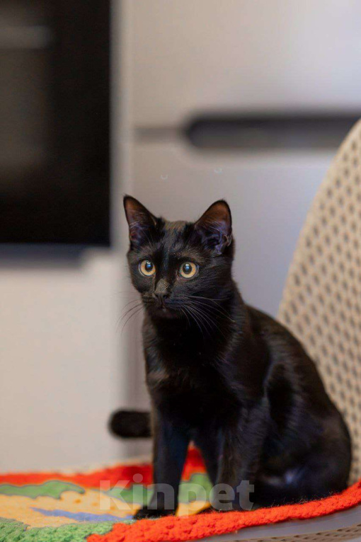 Кошки в Москве: Черная, как агат, Агата ищет семью Девочка, Бесплатно - фото 3