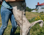 Собаки в Химках: Игривый пес Мальчик, Бесплатно - фото 7