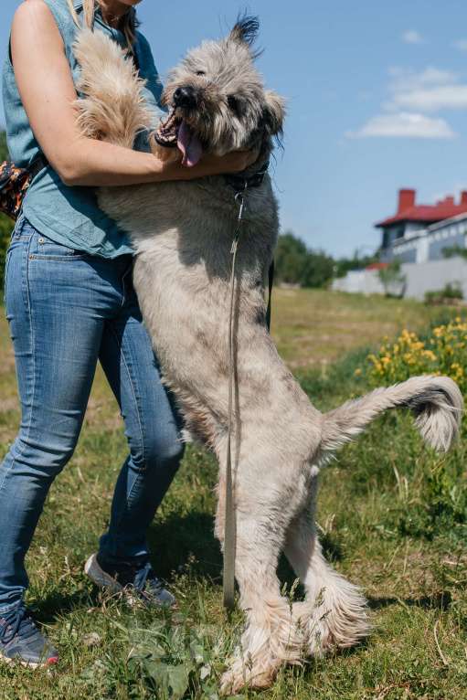 Собаки в Химках: Игривый пес Мальчик, Бесплатно - фото 7