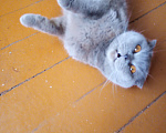 Кошки в Ессентуках: Ищу хорошего хозяина для кошки  Девочка, 10 руб. - фото 2