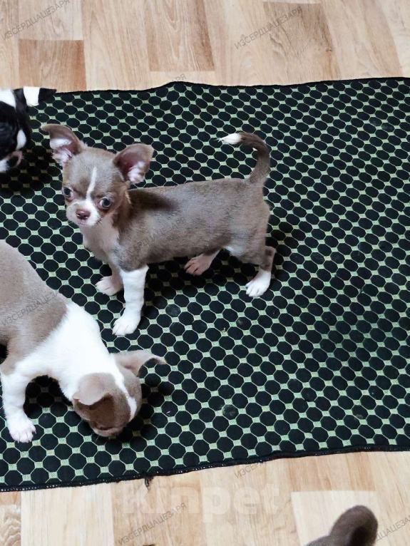 Собаки в Москве: Лиловый мальчик чихуахуа  Мальчик, 40 000 руб. - фото 1