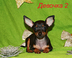 Собаки в Москве: Продаются щенки пражского крысарика Девочка, 90 000 руб. - фото 1