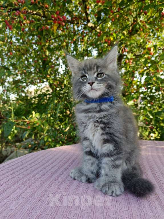 Кошки в Ярославле: Котёнок Поли кун Мальчик, 70 000 руб. - фото 3