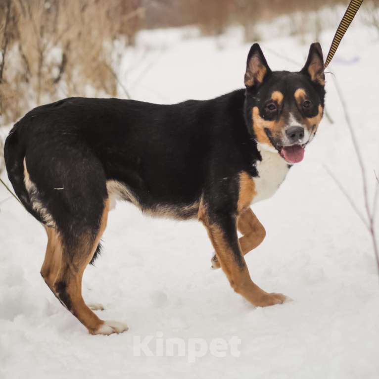 Собаки в Москве: Буш  Мальчик, Бесплатно - фото 2