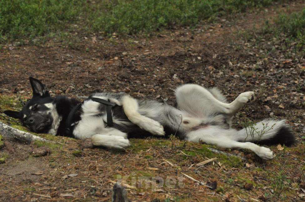 Собаки в Москве: Ищем новую семью для Балу! Мальчик, Бесплатно - фото 5