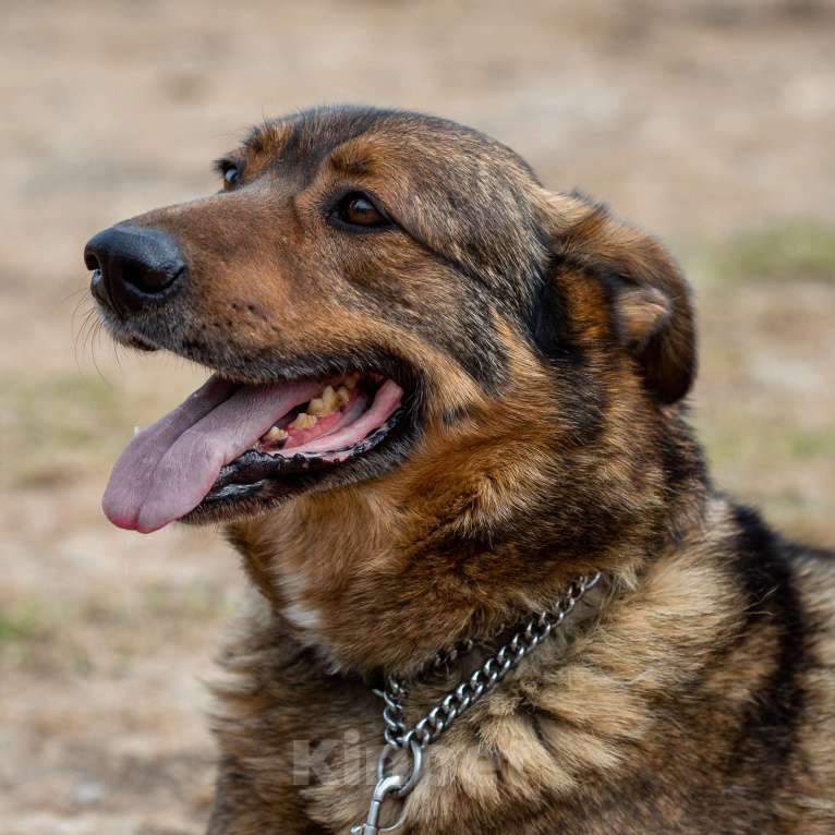 Собаки в Москве: Валик Мальчик, Бесплатно - фото 22