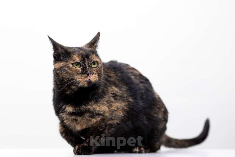 Кошки в Москве: кошка Ульяна Девочка, Бесплатно - фото 5