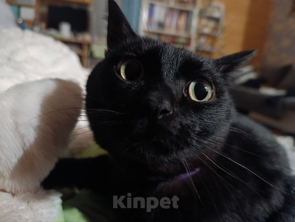 Кошки в Москве: Кот Пума ищет дом Мальчик, Бесплатно - фото 3