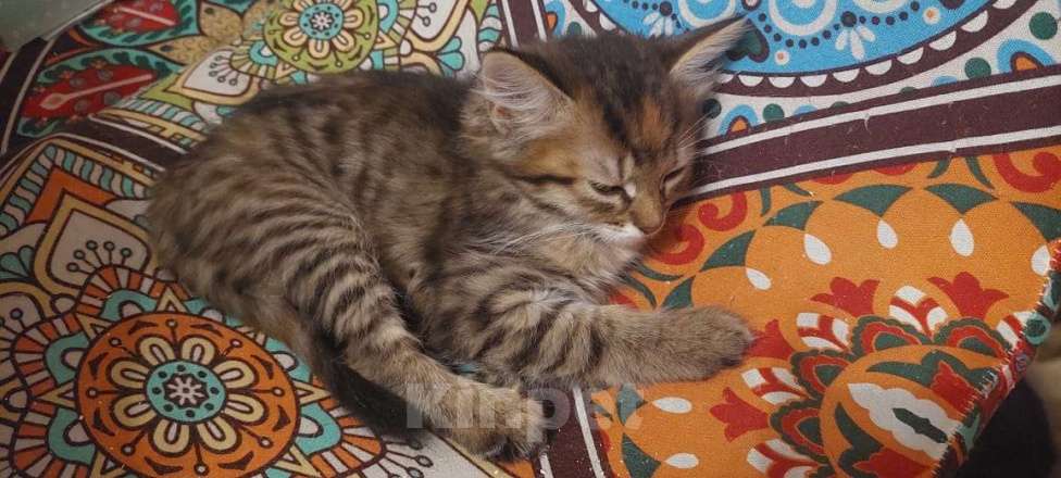 Кошки в Москве: Ласковый котёнок, приучен к лотку Мальчик, Бесплатно - фото 9