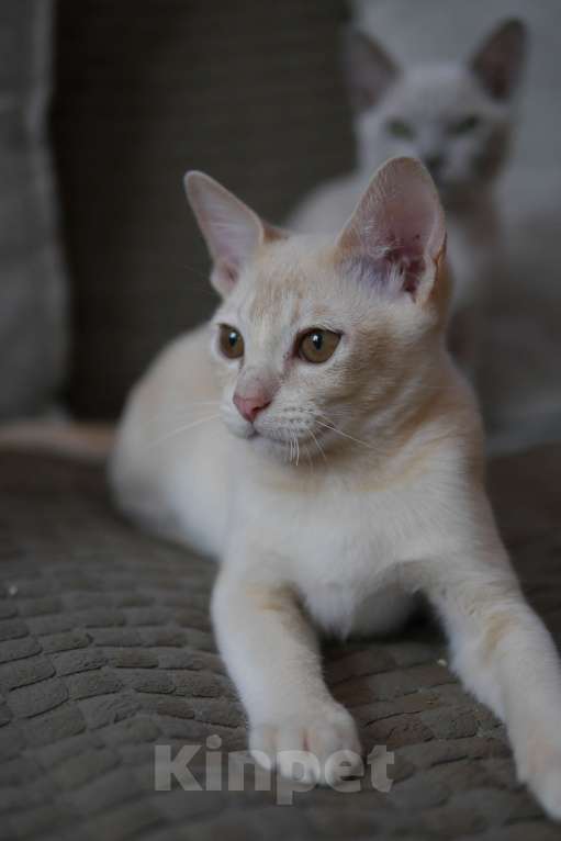 Кошки в Ростове-на-Дону: Бурманский кремовый котик Мальчик, 17 000 руб. - фото 2