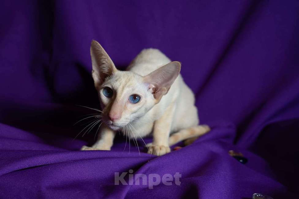 Кошки в Москве: Ориентальные котята Мальчик, Бесплатно - фото 8