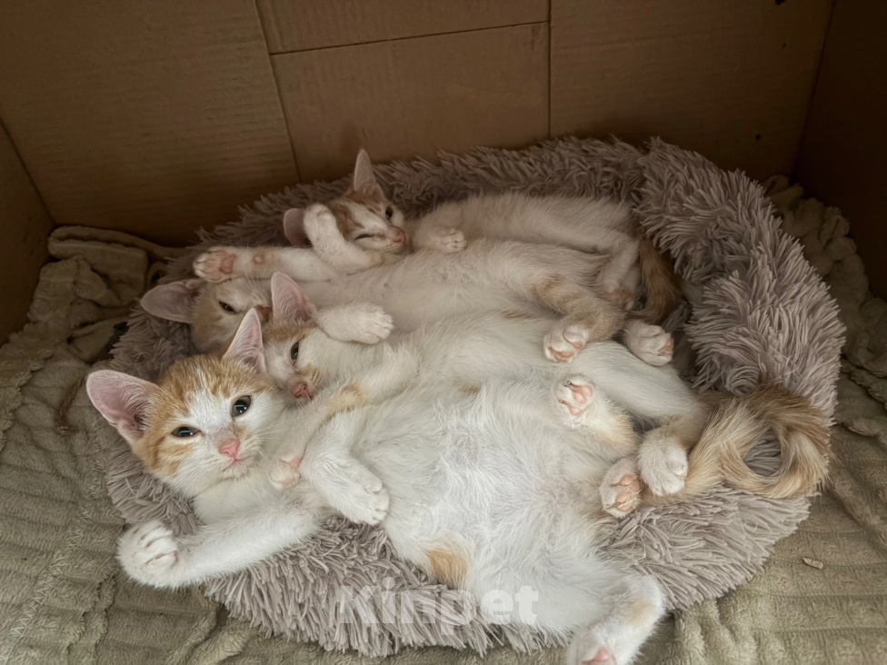 Кошки в Красноярске: Отдам котят в хорошие руки Разнополые, Бесплатно - фото 2