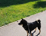 Собаки в Нижнем Новгороде: Вязка собак, 1 руб. - фото 3