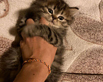 Кошки в Бологом: Персидская, 500 руб. - фото 7