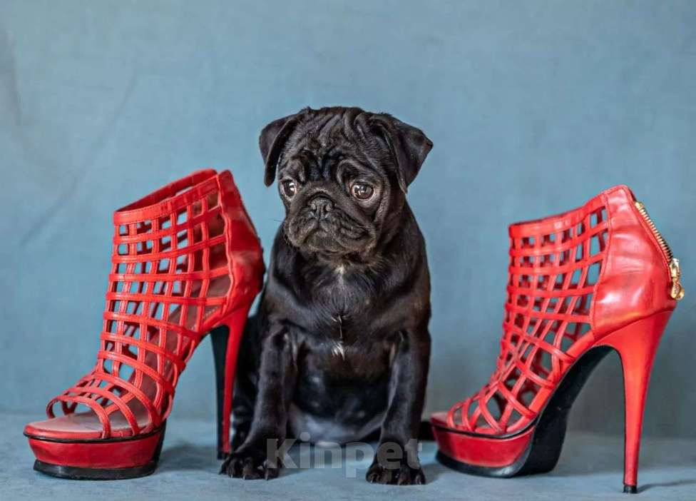 Собаки в Москве: Щенки мопса черного окраса Мальчик, Бесплатно - фото 3