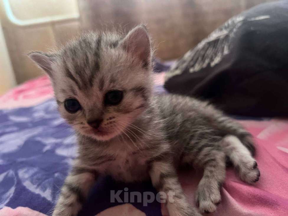 Кошки в Саратове: Шотландская прямоухая кошечка Девочка, 8 000 руб. - фото 1