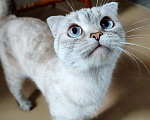Кошки в Самаре: Кошка Френни в добрые руки Девочка, Бесплатно - фото 2