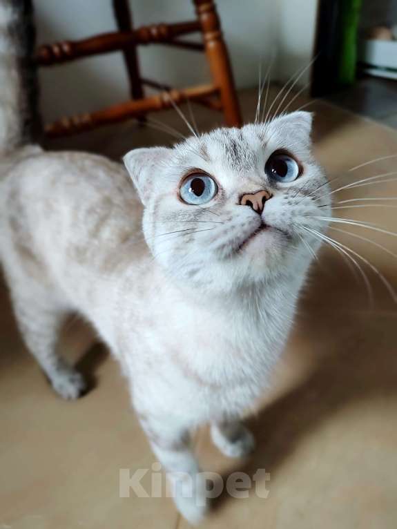 Кошки в Самаре: Кошка Френни в добрые руки Девочка, Бесплатно - фото 2