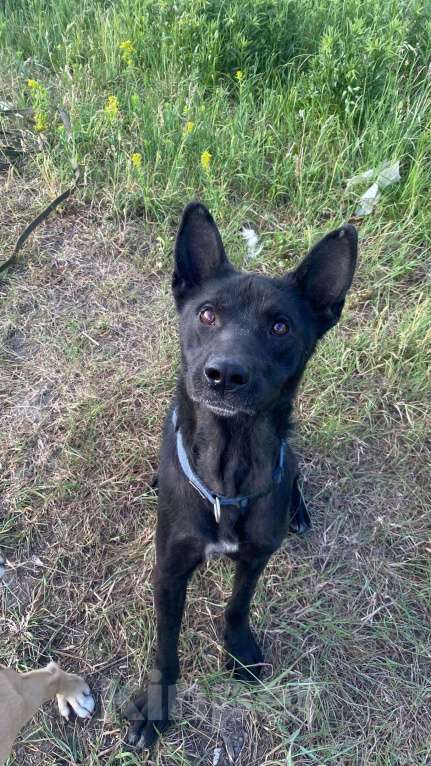 Собаки в Железногорске: Невероятный Шаман начинает поиски дома!  Мальчик, Бесплатно - фото 4