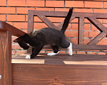 Кошки в Воронеже: Котёнок девочка с доставкой Девочка, Бесплатно - фото 7