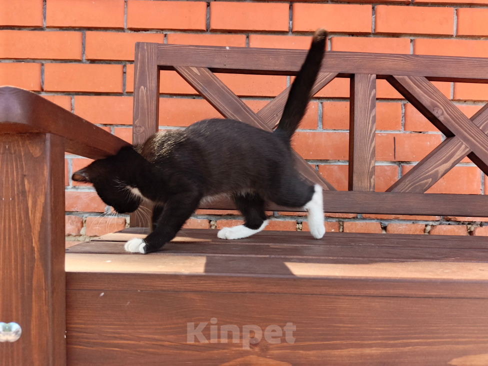 Кошки в Воронеже: Котёнок девочка с доставкой Девочка, Бесплатно - фото 7