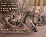 Кошки в Саратове: метис британца (котик из рекламы вискаса) в добрые руки Мальчик, Бесплатно - фото 3