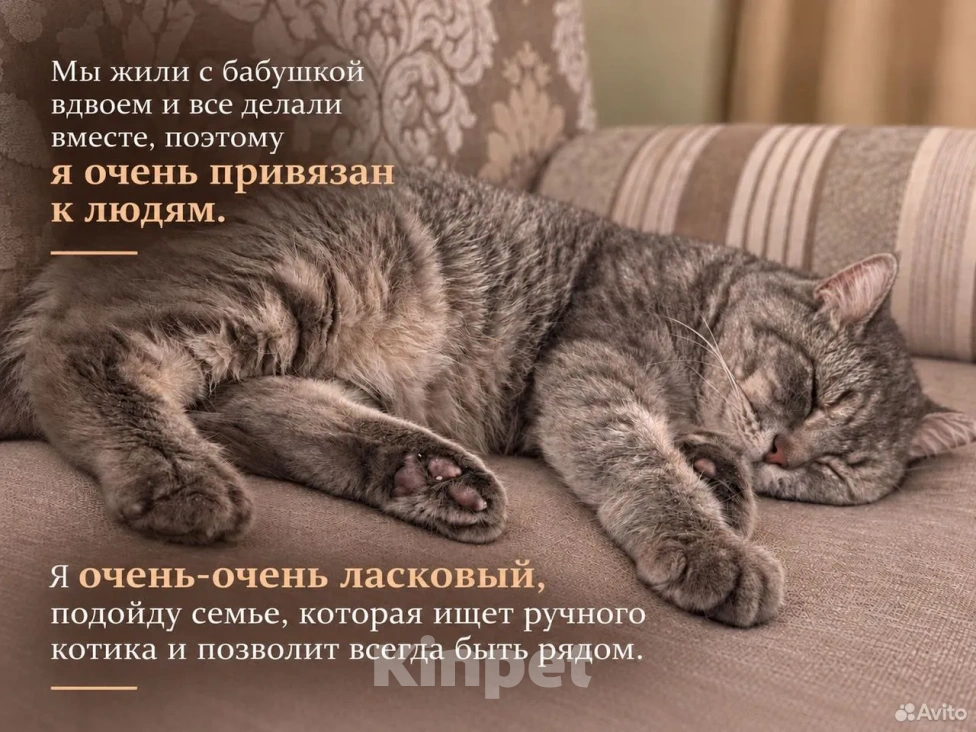 Кошки в Саратове: метис британца (котик из рекламы вискаса) в добрые руки Мальчик, Бесплатно - фото 3