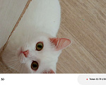 Кошки в Шелехове: Отдам в хорошие руки Девочка, Бесплатно - фото 5