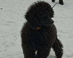 Собаки в Санкт-Петербурге: Пудель средний, сука черного окраса Девочка, 90 000 руб. - фото 6