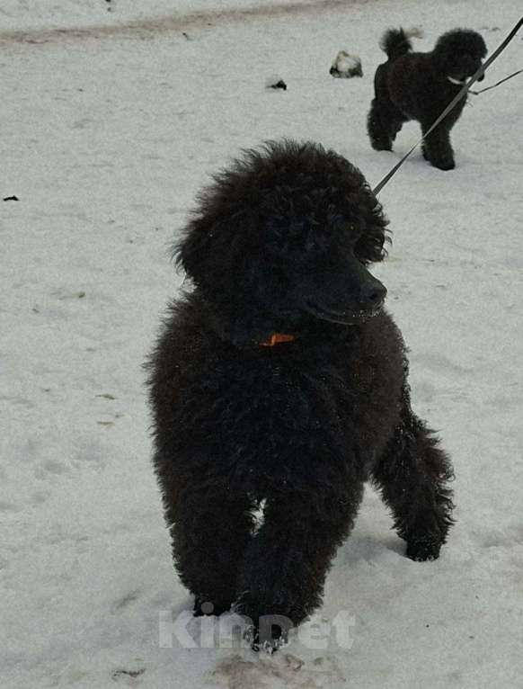 Собаки в Санкт-Петербурге: Пудель средний, сука черного окраса Девочка, 90 000 руб. - фото 6