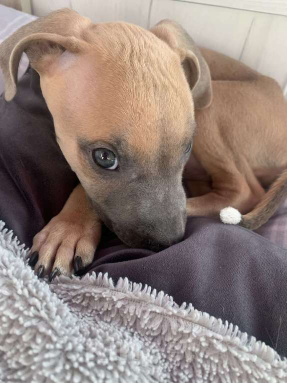 Собаки в Тольятти: Продам щенка питбуля Мальчик, 13 500 руб. - фото 2