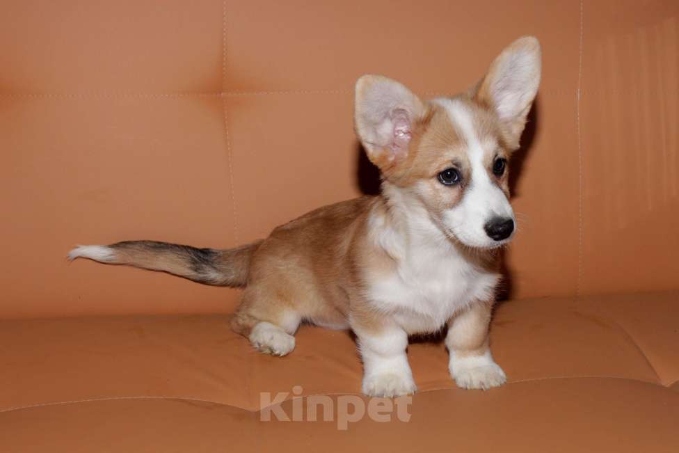 Собаки в Москве: Корги щенки рыжие девочки Девочка, 25 000 руб. - фото 3