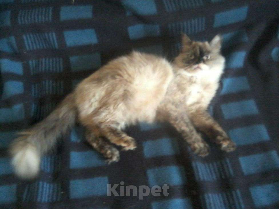 Кошки в Казани: Персидская красавица, 100 руб. - фото 1