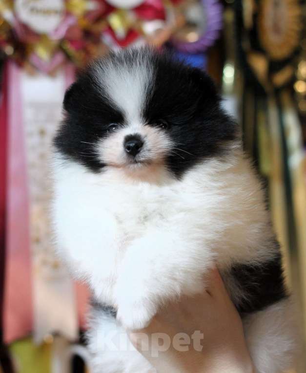 Собаки в Москве: Шикарная бело-черная девочка Девочка, 80 000 руб. - фото 2