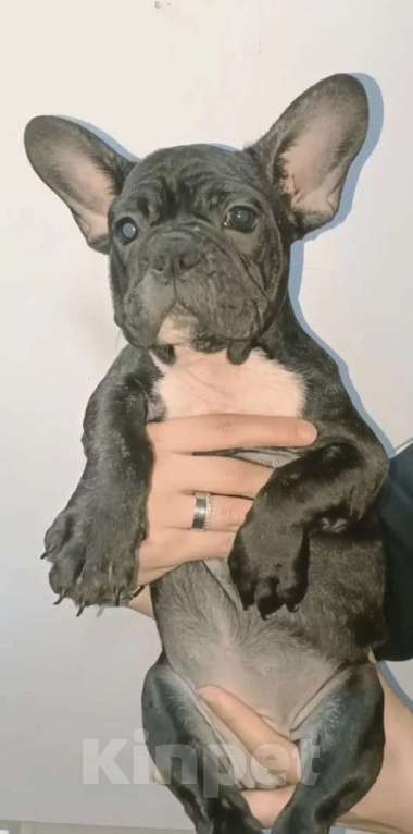 Собаки в Хадыженске: Девочка Французский бульдог РКФ  Девочка, Бесплатно - фото 10
