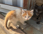 Кошки в Москве: 😻 Они ждут своих родителей… Разнополые, Бесплатно - фото 1