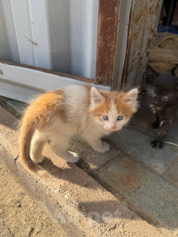 Кошки в Москве: 😻 Они ждут своих родителей… Разнополые, Бесплатно - фото 1