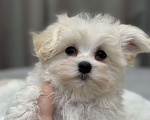 Собаки в Москве: Мальтипу, мальчик Мальчик, Бесплатно - фото 1