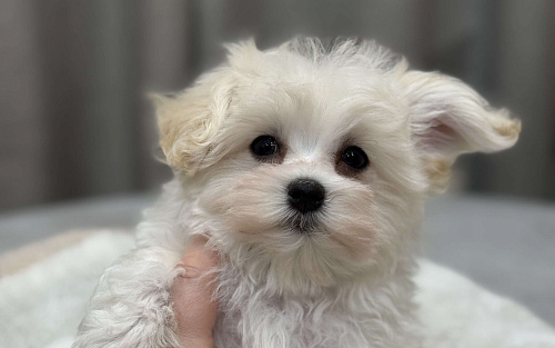 Мальтипу, мальчик