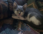 Кошки в Сочи: котенок  Мальчик, Бесплатно - фото 1