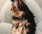 Собаки в Кирове: Щенки Йорки Мальчик, Бесплатно - фото 2
