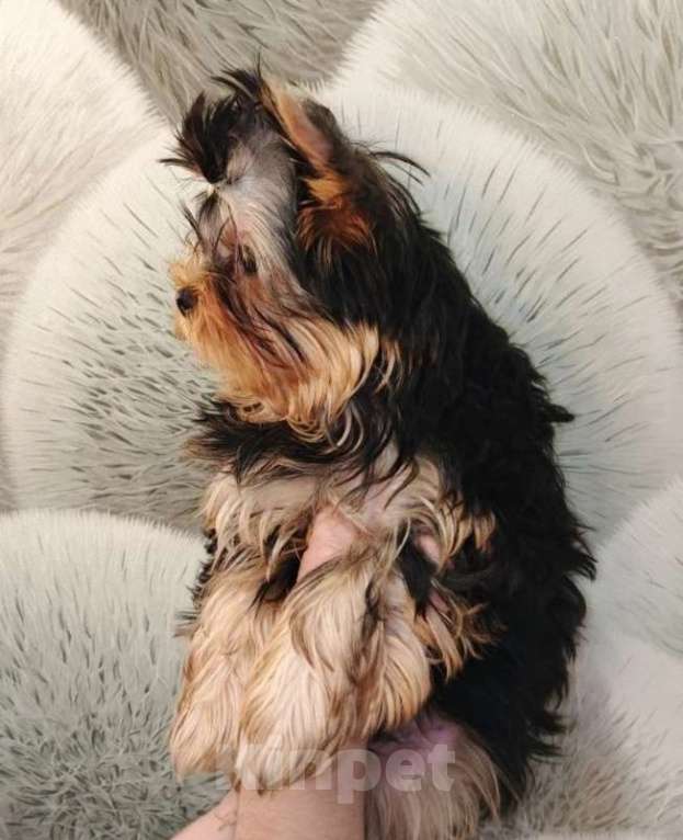 Собаки в Кирове: Щенки Йорки Мальчик, Бесплатно - фото 2