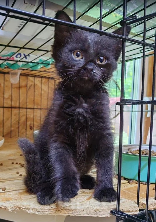 Кошки в Москве: Котенок ищет дом Девочка, Бесплатно - фото 2
