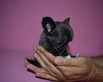 Собаки в Москве: Teacup chihuahua Девочка, 100 000 руб. - фото 4