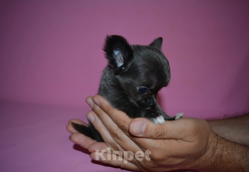 Собаки в Москве: Teacup chihuahua Девочка, 100 000 руб. - фото 4